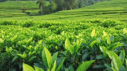 tea bushes