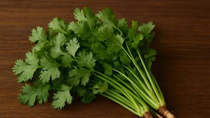Coriander Plants on a Table